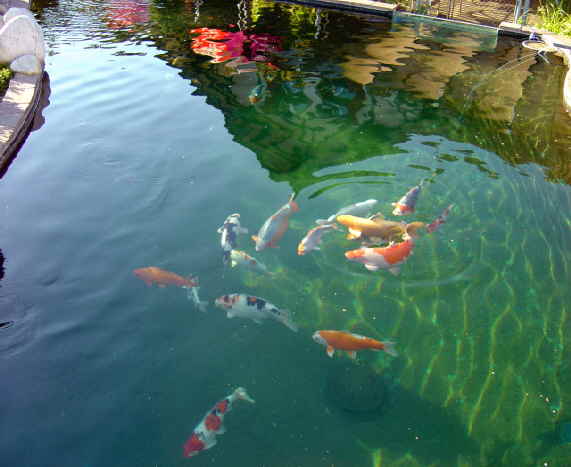 Koi02