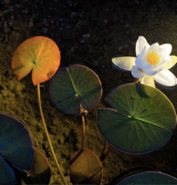 Beleuchtet kann aus dem Wasser werden, aber auch vom Rand aus